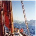 Large_Cassis-180900-3